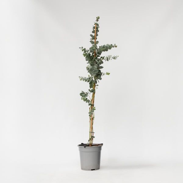 Eucalipto – Eucalyptus Cinerea 'Silver Dollar' – Altezza 90–110 Cm – Ø 19 Cm – Pianta Sempreverde Profumata Con Foglie Blu-Argento – Resistente Al Freddo Fino A -15 °C – Ideale Per Giardini, Terrazze E Salotti-image