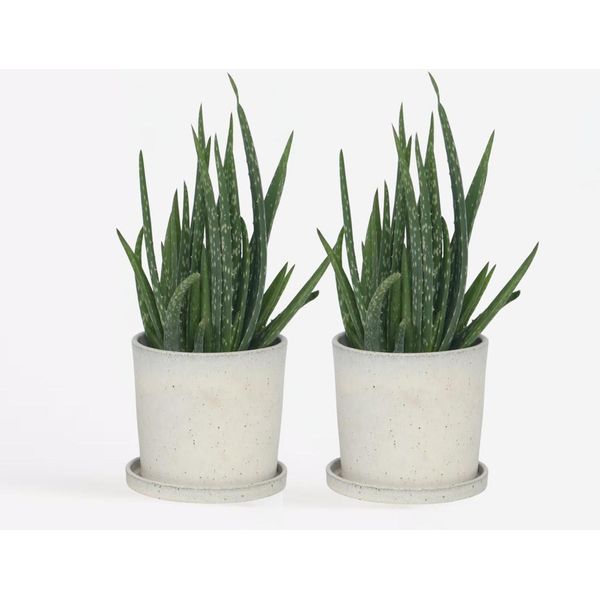 Aloe Vera – 2 Piante Aloe Barbadensis – Piante Da Appartamento Facili Da Curare – Succulente Con Foglie Verde Intenso – Robuste E Purificatrici Dell'aria – Per Soggiorno, Ufficio E Davanzale – Altezza 25–40 Cm – Ø 11 Cm-image