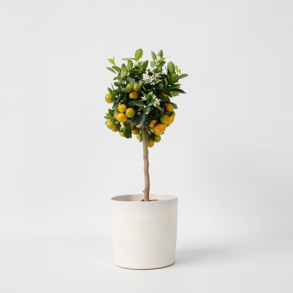 Arancio – Citrus Mitis 'Calamondin' – Altezza 55–65 Cm – Ø 19 Cm – Mini Albero Di Agrumi Profumato Con Frutti Commestibili – Pianta Ornamentale Per Balconi, Terrazze E Soggiorni-image