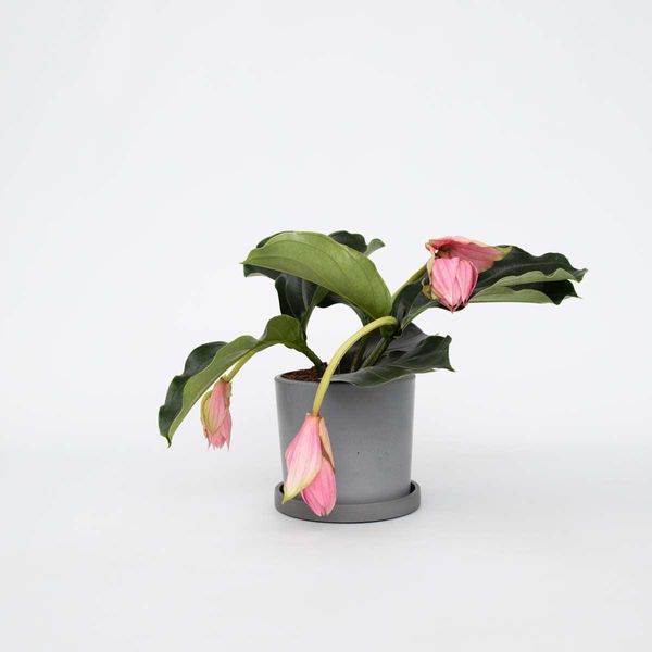 Rosenmedinilla – Medinilla Magnifica – Altezza 40–50 Cm – Ø 17 Cm – Pianta Da Appartamento Esotica Con Grappoli Di Fiori Rosa – Pianta Tropicale Da Fiore Per Soggiorno E Giardino D'inverno-image