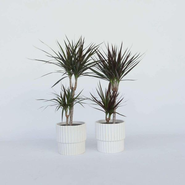 Dracaena – 4 Piante – Dracaena Marginata – Altezza 70–80 Cm – Ø 17 Cm – Pianta Da Appartamento Facile Da Curare Con Foglie Verde-Rosse – Pianta Tropicale Purificatrice Dell'aria Per La Casa E L'ufficio-image