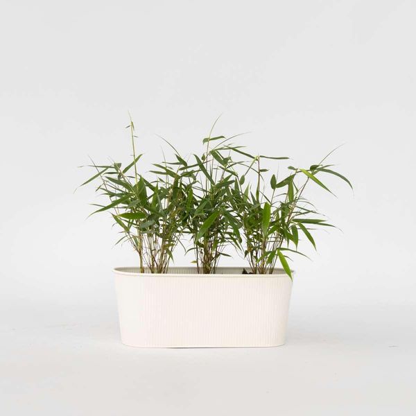 Bambù – 3 Piante Fargesia Scabrida ‘Asian Wonder’ – Bambù Rosso – Sempreverde, Resistente Al Freddo E Non Invasivo – Specie Di Bambù Esclusiva Per Giardini, Terrazze E Vasi – Altezza 25–40 Cm – Ø 13 Cm-image