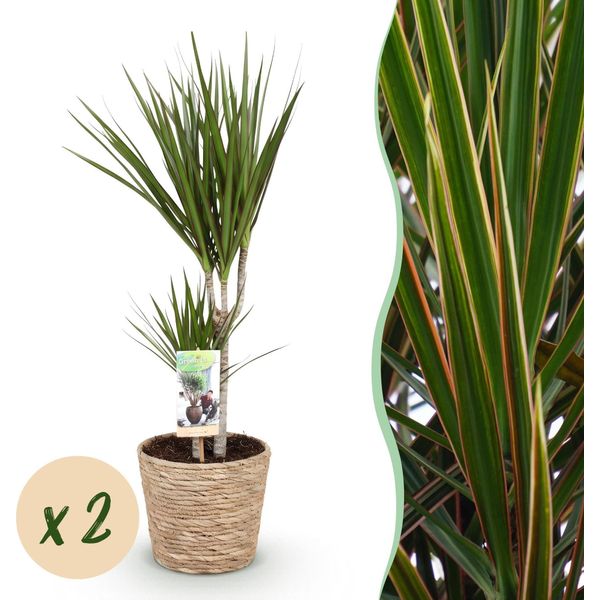 Dracaena Marginata – Albero Del Drago – 2 Piante – 70–80 Cm – 17 Cm – Pianta Da Appartamento Di Facile Manutenzione Con Fusti Verdi E Sottili – Cesto Incluso – Elemento Decorativo Moderno Per Soggiorni E Uffici-image
