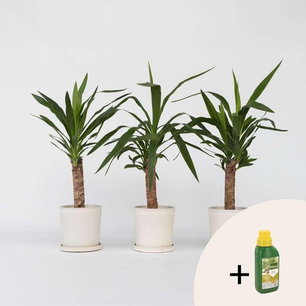Yucca – 6 Piante – Yucca Elephantipes – Altezza 50–60 Cm – Ø 14 Cm – Piante Da Appartamento Facili Da Curare – Piante Verdi Robuste Per La Casa E L'ufficio – Concime Pokon Incluso-image