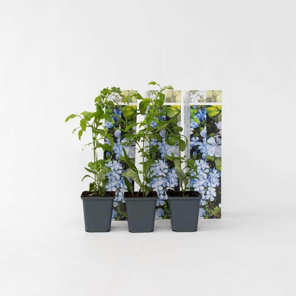 Plumbago – 3 Piante – Plumbago Auriculata – Altezza 25-40 Cm – ⌀9 Cm – Pianta Rampicante A Fioritura Prolungata Con Fiori Azzurri – Per Giardino, Terrazza E Vaso-image