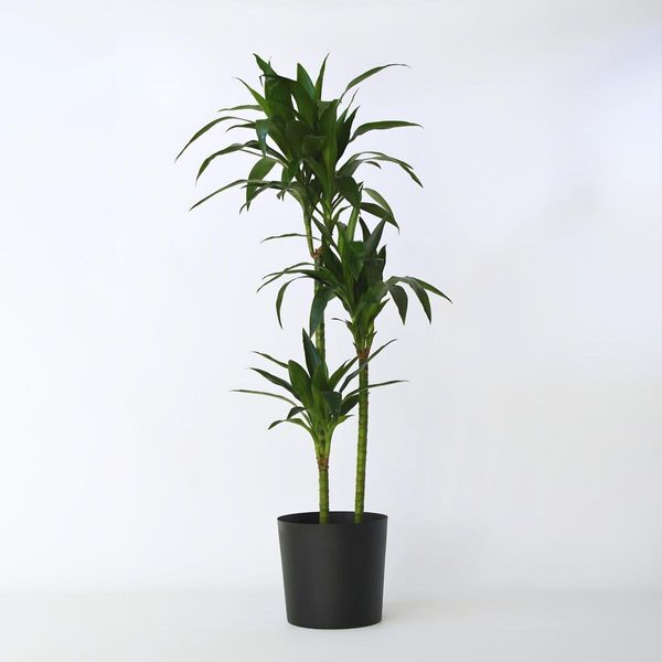 Dracaena Deremensis Janet Craig – Altezza 140–150 Cm – Ø 24 Cm – Grande Albero Di Drago Con Foglie Verde Scuro – Pianta Da Appartamento Che Purifica L'aria E Facile Da Curare – Per Il Soggiorno E L'ufficio-image
