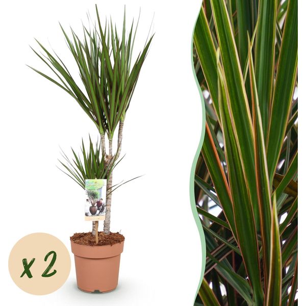 Dracaena Marginata – 2 Eleganti Alberi Del Sangue Di Drago – 70-80 Cm – 17 Cm – Piante Da Appartamento Facili Da Curare – Piante Verdi Slanciate Con Bordi Rossi Per Soggiorni E Uffici Moderni-image