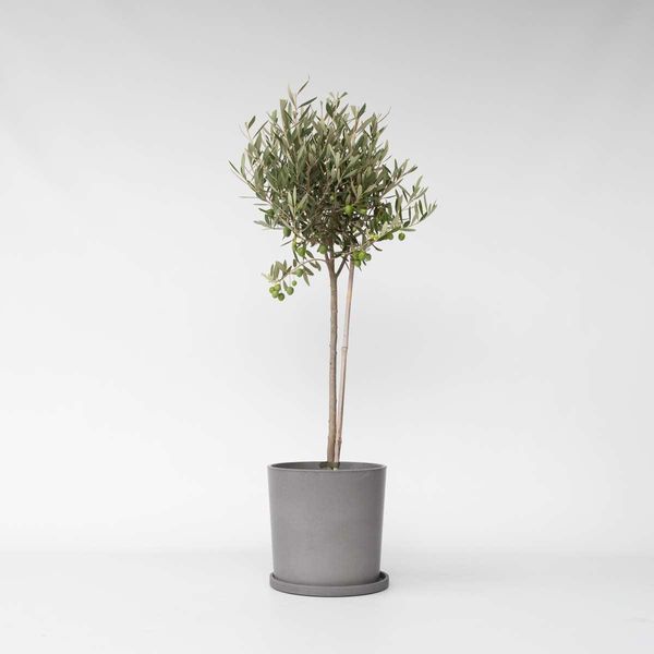 Olivo – Olea Europaea – Altezza 80–90 Cm – Ø 19 Cm – Autentico Olivo Mediterraneo – Albero Ornamentale Sempreverde Con Fogliame Argenteo – Pianta Resistente Al Freddo Per Giardini, Terrazze E Balconi-image