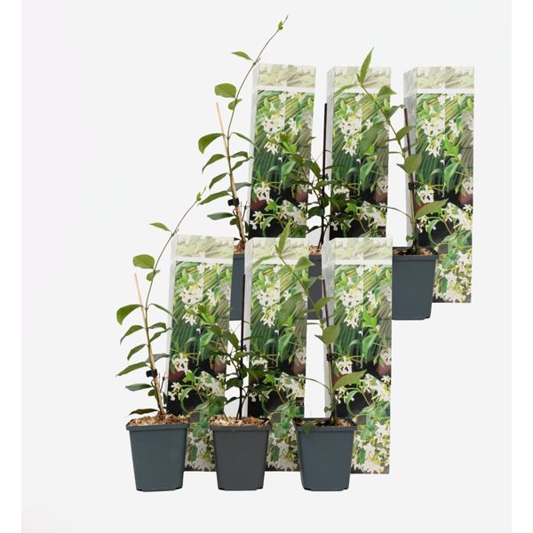 Gelsomino – 6 Piante – Trachelospermum Jasminoides – Altezza 25–40 Cm – Ø 9 Cm – Pianta Rampicante Sempreverde Con Fiori Bianchi Profumati – Resistente Al Freddo E Facile Da Curare – Per Giardino, Terrazza E Pergola-image