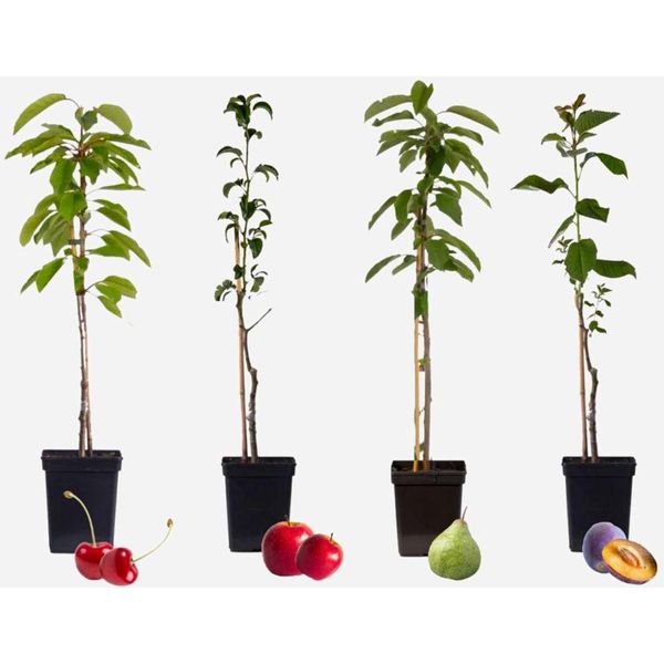 Alberi Da Frutto – 4 Piante – Malus, Pyrus, Prunus – Altezza 60–70 Cm – ⌀9 Cm – Set Di Alberi Da Frutto Con Mela, Pera, Ciliegia E Prugna – Piante Da Frutto Resistenti Al Freddo Per Giardino, Balcone E Aiuola Rialzata – Frutta Fresca Di Produzione Propria-image