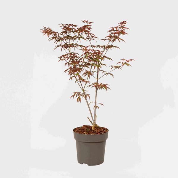Acero Giapponese – Acer Palmatum 'Starfish' – Altezza 60-70 Cm – ⌀19 Cm – Acero Ornamentale Con Foglie Rosso Intenso A Forma Di Stella Marina – Resistente Al Freddo, Decorativo E Facile Da Curare-image