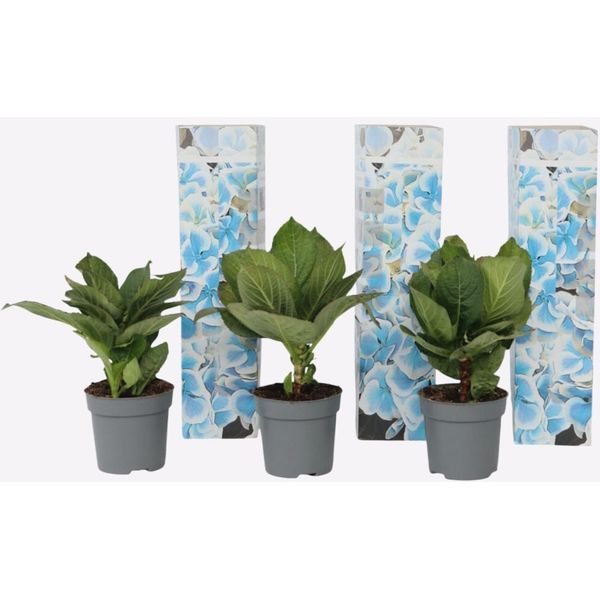 Ortensia Hydrangea – 3 Piante – Hydrangea Macrophylla Bavaria – Altezza 25–40 Cm – Ø 9 Cm – Fiori Bicolori Blu-Bianchi – Ortensia Da Giardino Molto Fiorifera Per Aiuole, Terrazze E Balconi-image