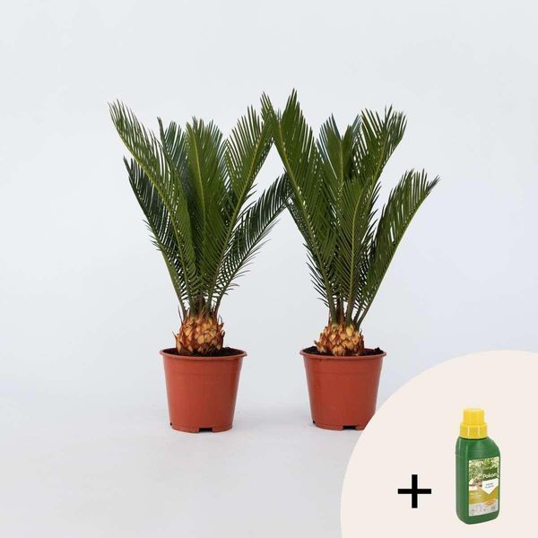 Felce Palma Sagù – 2 Piante – Cycas Revoluta – Altezza 45–60 Cm – Ø 15 Cm – Pianta Esotica Da Appartamento E Da Vaso – Elegante Felce Palma Con Fronde Lucide – Concime Per Piante Incluso-image