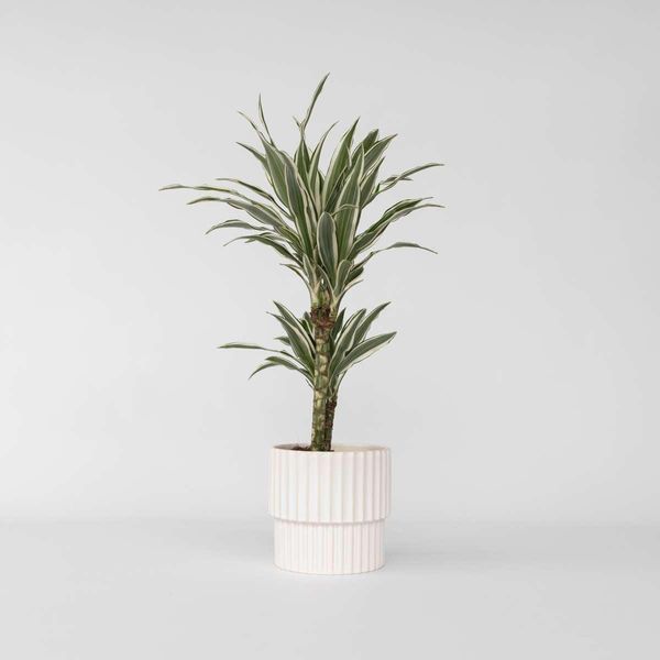 Dracaena Dracaena – Dracaena Deremensis 'White Stripe' – Altezza 60–70 Cm – Ø 17 Cm – Pianta Da Appartamento Facile Da Curare Con Foglie Striate Di Bianco – Pianta Tropicale Purificatrice Dell'aria Per La Casa E L'ufficio-image