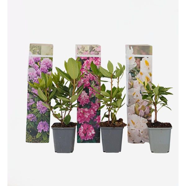 Rododendro – 3 Piante – Rododendro Catawbiense Mix – Altezza 25–40 Cm – Ø 9 Cm – Piante Da Giardino Sempreverdi – Arbusti Fioriti Per Aiuole, Terrazze E Balconi – Resistenti Al Freddo E Facili Da Curare-image