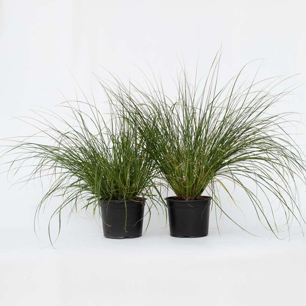 Erba Lampada – 2 Piante – Pennisetum 'Hameln' – Altezza 20–30 Cm – ⌀23 Cm – Erba Ornamentale Resistente Al Freddo Con Spighe Decorative – Erba Da Giardino Facile Da Curare Per Aiuole, Balconi E Terrazze-image