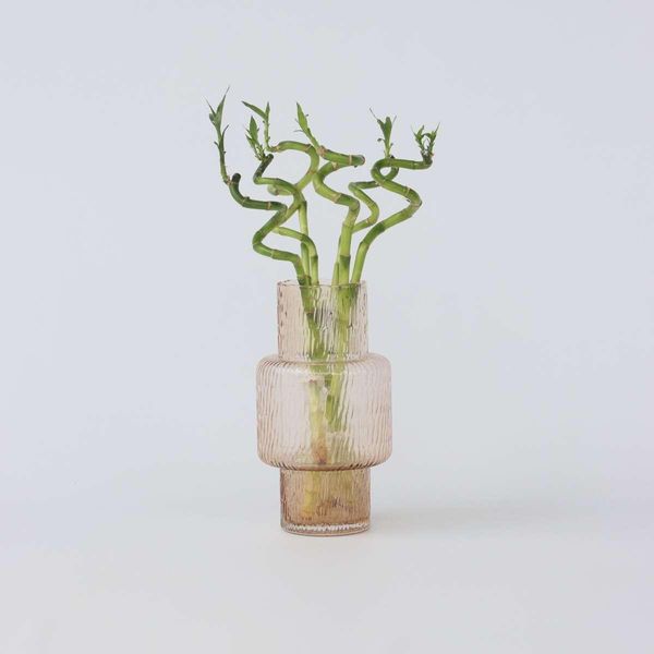 Bambù Della Fortuna – 6 Piante – Dracaena Sanderiana – Altezza 40–50 Cm – Ø 2 Cm – Pianta Feng Shui Per Energia Positiva E Fortuna – Pianta Da Appartamento Facile Da Curare Per La Casa E L'ufficio-image