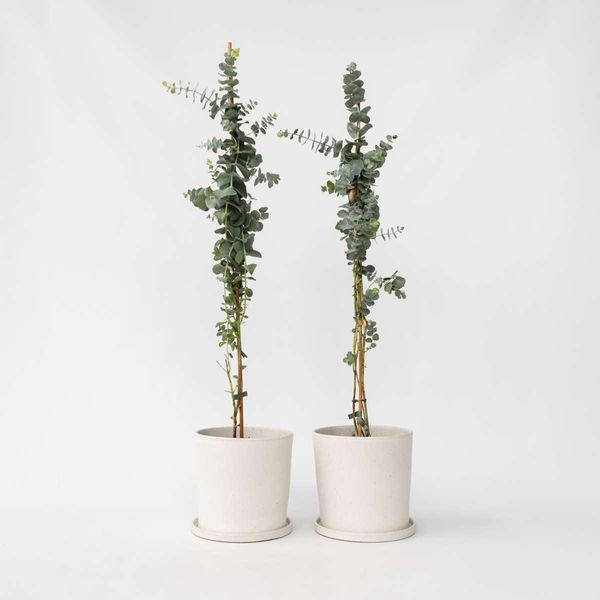Eucalipto – 2 Piante – Eucalyptus Cinerea 'Silver Dollar' – Altezza 90–110 Cm – Ø 19 Cm – Pianta Da Giardino Profumata E Resistente Al Freddo – Eucalipto Blu Argento Per Giardino, Terrazza E Interni-image