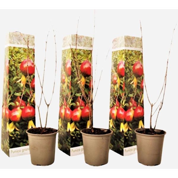 Albero Di Melograno – 3 Piante – Punica Granatum – Altezza 25-40 Cm – ⌀9 Cm – Arbusto Ornamentale Da Frutto E Resistente Al Freddo – Frutti Commestibili – Pianta Da Frutto Mediterranea Per Giardino E Terrazza-image