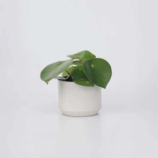 Peperomia A Foglia Larga – Peperomia Polybotrya 'Raindrop' – Altezza 20–30 Cm – Ø 12 Cm – Pianta Da Appartamento Facile Da Curare Con Foglie A Forma Di Goccia – Purificante Dell'aria E Decorativa Per Soggiorno E Ufficio-image