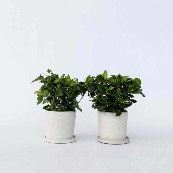Gardenie – 4 Piante – Gardenia Jasminoides – Altezza 20–30 Cm – Ø 13 Cm – Piante Profumate Da Interno E Da Terrazzo Con Fiori Bianchi – Piante Nobili E Sempreverdi Per Appartamenti, Balconi E Giardini-image