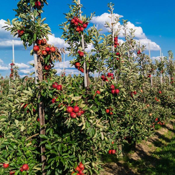 Alberi Da Frutto – 8 Piante – Malus, Pyrus, Prunus – Altezza 60–70 Cm – Ø 9 Cm – Mela, Pera, Ciliegia E Prugna – Miscela Di Alberi Da Frutto Resistenti All'inverno – Alberi Da Frutto Per Giardino, Balcone E Terrazza – A Crescita Rapida E Di Facile Manutenzione-image