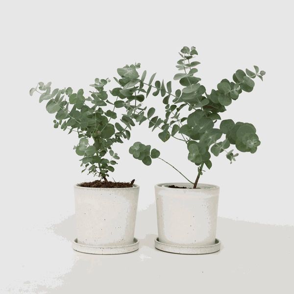 Eucalipto – 2 Piante – Eucalyptus Pulverulenta "Baby Blue"" – Pianta Ornamentale Profumata Con Foglie Blu-Argento – Altezza 25-40 Cm – Ø 13 Cm – Per Interni Ed Esterni, Moderatamente Resistente Al Freddo"-image