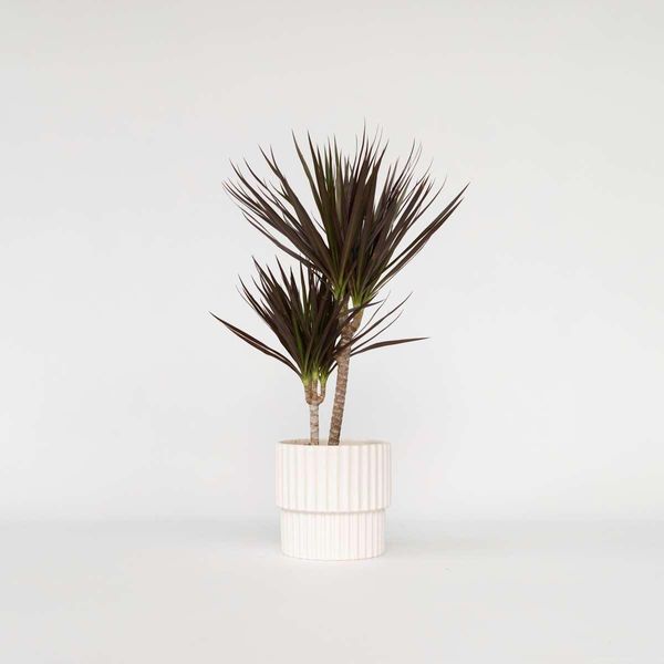 Dracaena Marginata 'Magenta' – Altezza 70-80 Cm – Ø 17 Cm – Pianta Tropicale Da Appartamento Con Foglie Rosso Scuro – Facile Da Curare E Purificatrice Dell'aria – Ideale Per Il Soggiorno E L'ufficio-image