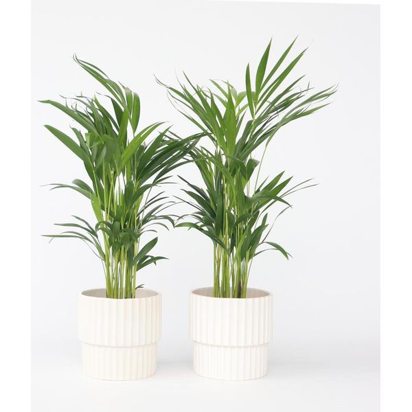 Palma Da Frutto Dorata – 2 Piante – Dypsis Lutescens – Altezza 60–70 Cm – Ø 17 Cm – Palme Areca Purificatrici Dell'aria – Piante Da Appartamento Facili Da Curare – Atmosfera Tropicale Per Il Soggiorno E L'ufficio-image