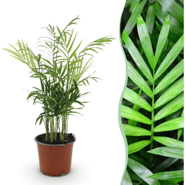 Chamaedorea Elegans Palma Dorata – Pianta Da Appartamento Adatta Agli Animali Domestici 12 Cm – Altezza Circa 15 Cm – Pianta Verde Di Facile Manutenzione Per Soggiorno, Ufficio E Camera Da Letto-image
