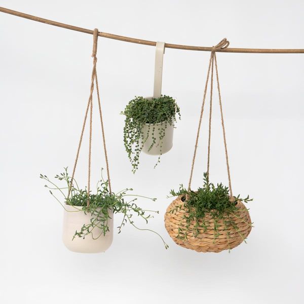 Piante Pensili Collana Di Perle – 3 Piante – Senecio Rowleyanus, Dolphin & Bananas – Ø12Cm – Set Di 3 Piante Succulente Pensili – Sempreverdi, Facili Da Curare E Decorative – Ideali Per Soggiorno, Ufficio E Balcone-image