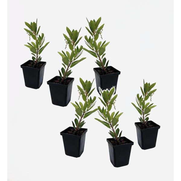 Arbutus 'Unedo' – Set Da 6 – Arbutus Sempreverde Con Fiori Bianchi E Frutti Rossi – Albero Ornamentale Mediterraneo Per Giardini E Terrazze – Altezza 25-40 Cm – Ø 9 Cm-image