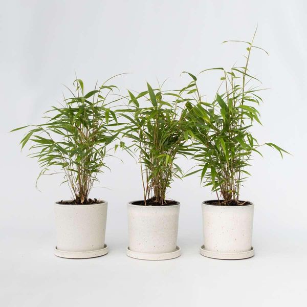 Bambù – 3 Piante – Fargesia Papyrifera 'Grex' – Altezza 30–40 Cm – Ø 13 Cm – Bambù Da Giardino Resistente Al Freddo E Non Invasivo – Pianta Da Siepe Sempreverde Per Giardini E Terrazze-image
