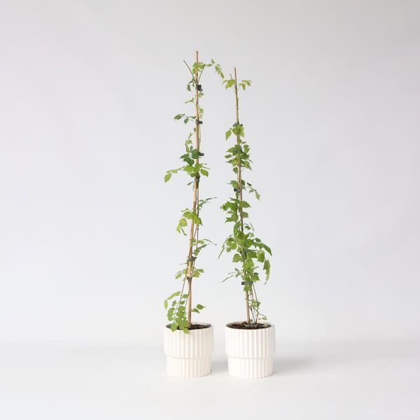Rampicante A Tromba – 2 Piante – Campsis Radicans – Altezza 110–120 Cm – Ø 17 Cm – Rampicante A Crescita Rapida Con Fiori A Tromba Arancioni – Rampicante Resistente Al Freddo Per Giardini, Recinzioni E Muri-image