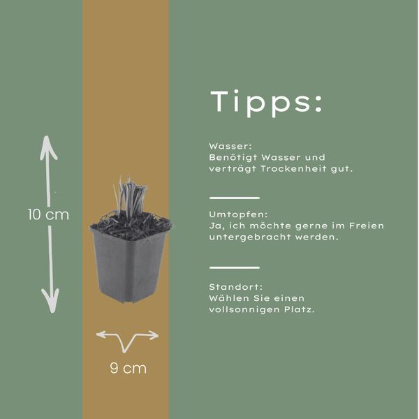 Liatris Spicata Prachtscharte – 60 Piante – Ø9Cm – Altezza 10-25Cm – Pianta Perenne Resistente Al Freddo Con Spighe Di Fiori Viola-Rosa Per Aiuole, Giardini Di Prateria E Pascoli Per Api-image
