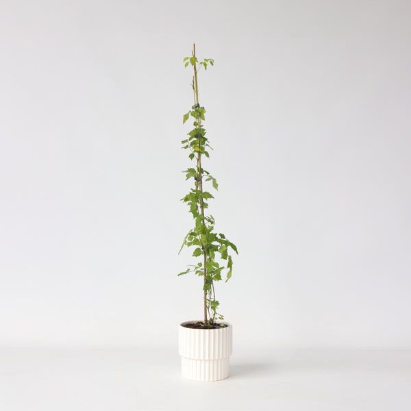 Campsis Radicans – Altezza 110–120 Cm – Ø 17 Cm – Pianta Rampicante Resistente Al Freddo Con Fiori Arancioni – Pianta Rampicante A Crescita Rapida Per Giardini, Recinzioni E Pergolati-image