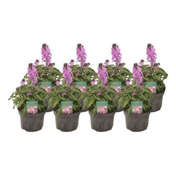Erysimum Linifolium – 8 Piante – Ø13 Cm – Altezza Circa 30 Cm – Pianta Perenne Dai Fiori Viola Per Giardini, Balconi E Terrazze-image