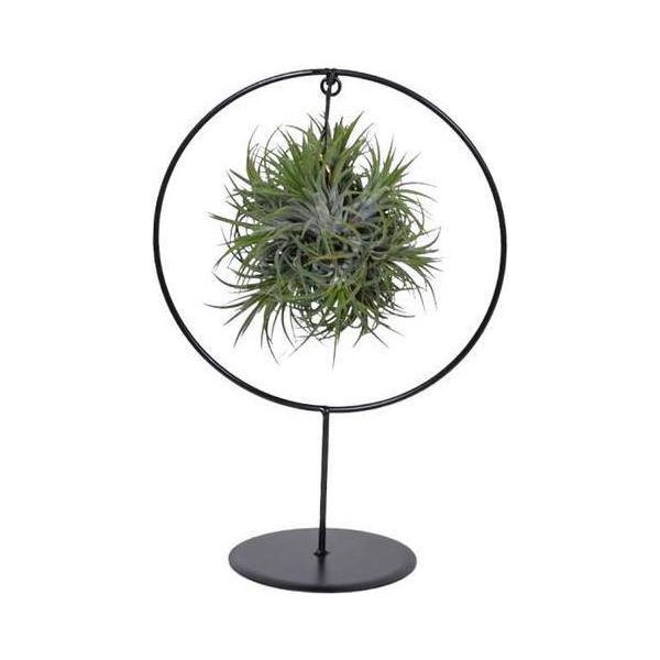 Pianta Aerea Tillandsia Ring Mix – Ø17 Cm – Altezza Circa 30 Cm – Pianta Decorativa Da Interno Senza Terra – Pianta Aerea Di Facile Manutenzione Per Soggiorno, Ufficio E Balcone-image