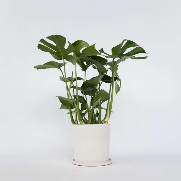 Monstera – Monstera Deliciosa – Altezza 70–80 Cm – Ø 21 Cm – Pianta Da Appartamento Che Purifica L'aria Con Grandi Foglie Traforate – Pianta Rampicante Tropicale Di Facile Manutenzione Per Soggiorno E Ufficio-image