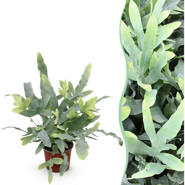 Phlebodium Aureum Blue Star Fern – Felce Blu – Pianta Da Appartamento Adatta Agli Animali Domestici 12 Cm – Altezza Circa 25 Cm – Felce Tropicale Decorativa Per Soggiorno E Ufficio-image