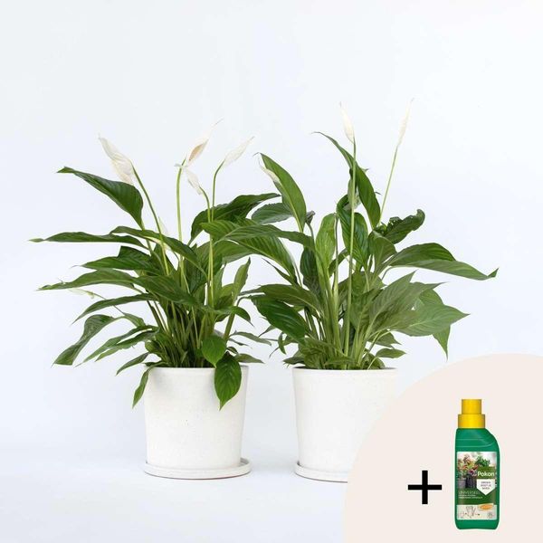 Giglio Della Pace – 2 Piante – Spathiphyllum 'Lima' – Altezza 60–75 Cm – Ø 17 Cm – Pianta Da Appartamento Purificatrice Dell'aria Con Fiori Bianchi – Facile Da Curare E Resistente – Concime Per Piante Incluso-image