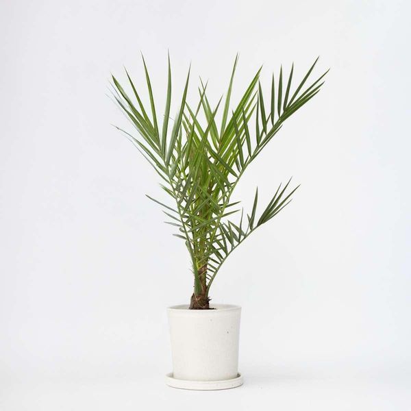 Palma Da Dattero Delle Canarie – Phoenix Canariensis – Altezza 50–60 Cm – Ø 15 Cm – Palma Da Interno E Da Giardino Facile Da Curare E Robusta – Resistente Al Freddo Fino A -5 °C – Atmosfera Tropicale Per Giardino, Terrazza E Balcone-image
