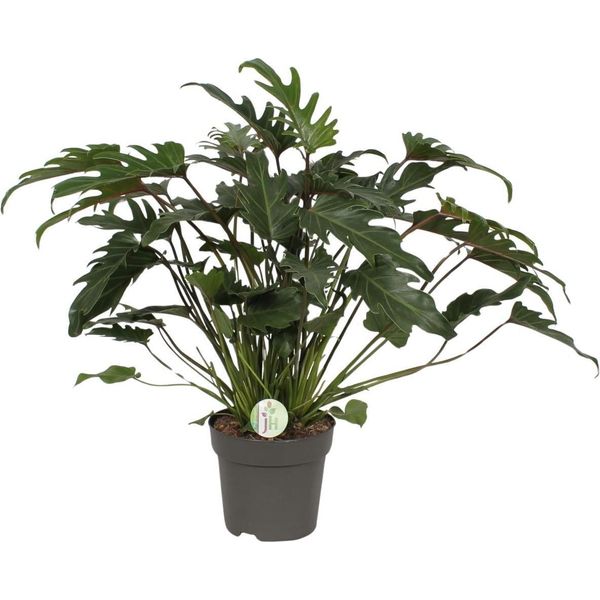 Philodendron Xanadu - Pianta Da Appartamento - Ø21 Cm - ↕65 Cm - Foglie Verdi E Rigogliose - Facile Da Curare-image