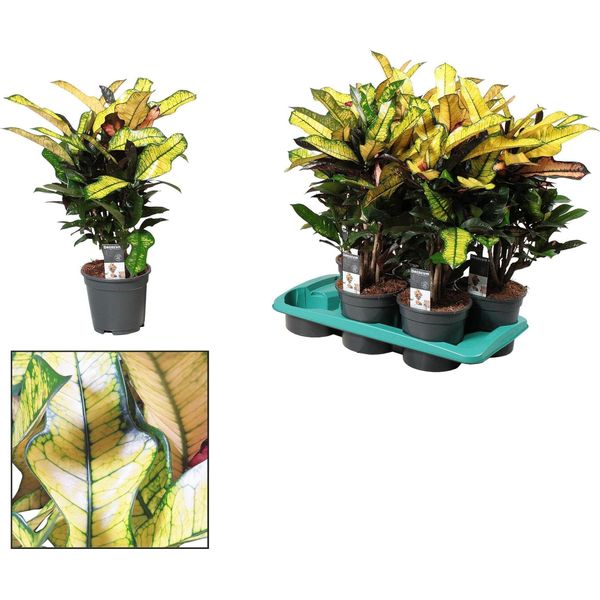 Croton Wilma - Pianta Da Appartamento - Ø17Cm - ↕60Cm - Pianta Tropicale Colorata Con Fogliame Dai Colori Vivaci - Facile Da Curare E Decorativa-image