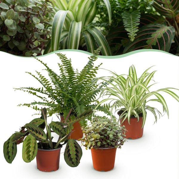 Mix Di Piante Da Appartamento – Set Di 4 Piante – Ø12 Cm, Altezza Circa 25 Cm – Chlorophytum Maranta Callisia Nephrolepsis – Piante Verdi Adatte Agli Animali Domestici-image