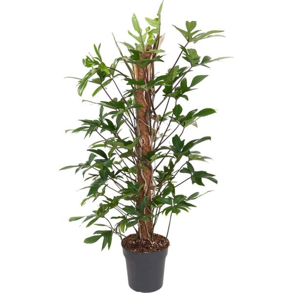 Baumfreund - Philodendron Pedatum - Pianta Da Appartamento - Ø24 Cm - ↕120 Cm - Facile Da Curare - Ombra Parziale - Fogliame Verde Intenso-image