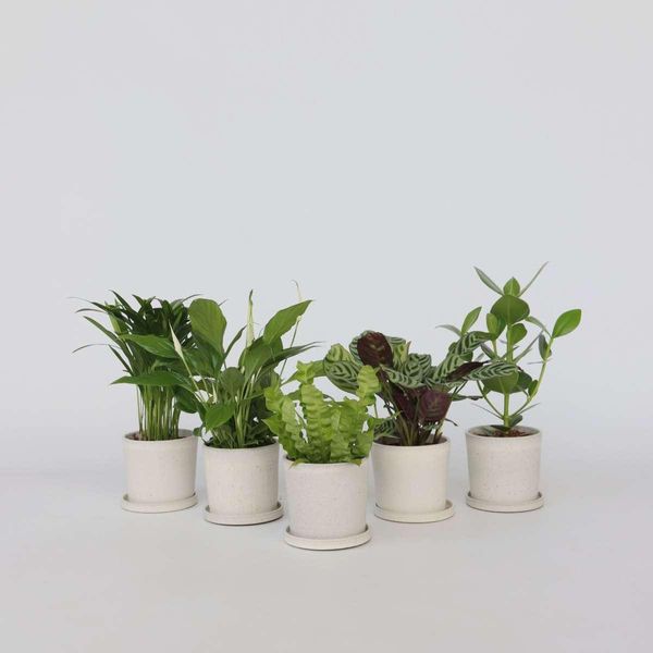 Piante Da Appartamento Che Purificano L'aria – 5 Piante – Altezza 25–40 Cm – Ø 12 Cm – Mix Di Piante Verdi Per Un Clima Interno Sano – Piante Facili Da Curare Per Soggiorno, Ufficio E Camera Da Letto-image