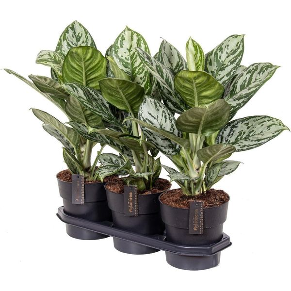 Aglaonema 'Jungle Silver' - Ø19Cm - Altezza Circa 60Cm - Elegante Pianta D'appartamento Con Foglie Verde-Argento - Pianta Verde Facile Da Curare E Che Purifica L'aria Per Soggiorno, Ufficio E Camera Da Letto-image