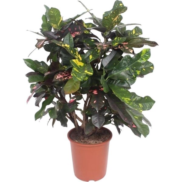 Croton Magnificent – Codiaeum Magnificent – Pianta Da Appartamento – Ø27 Cm – ↨110 Cm – Tropicale Colorata – Purificante Dell'aria E Facile Da Curare-image