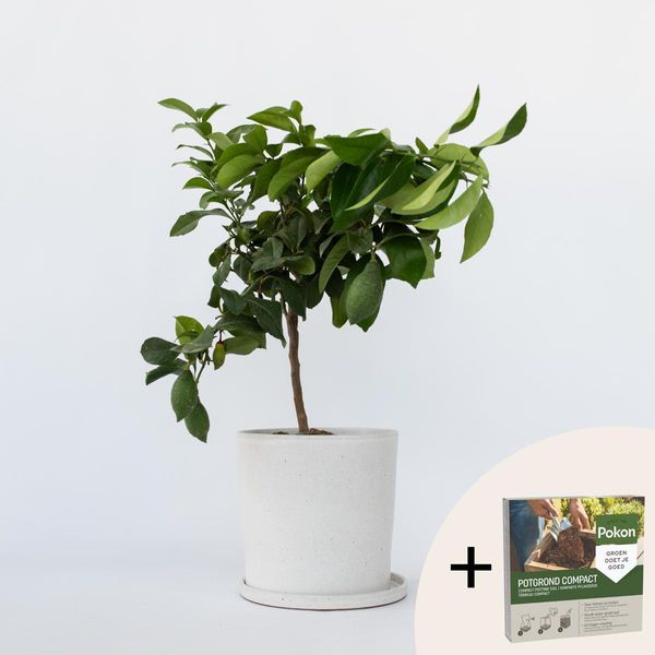 Albero Di Limone – Citrus Limon – Altezza 60–70 Cm – Ø 19 Cm – Pianta Da Vaso Profumata E Fruttifera – Sempreverde E Mediterranea – Per Giardino, Terrazza E Balcone – Inclusi 10 Litri Di Terriccio Pokon-image